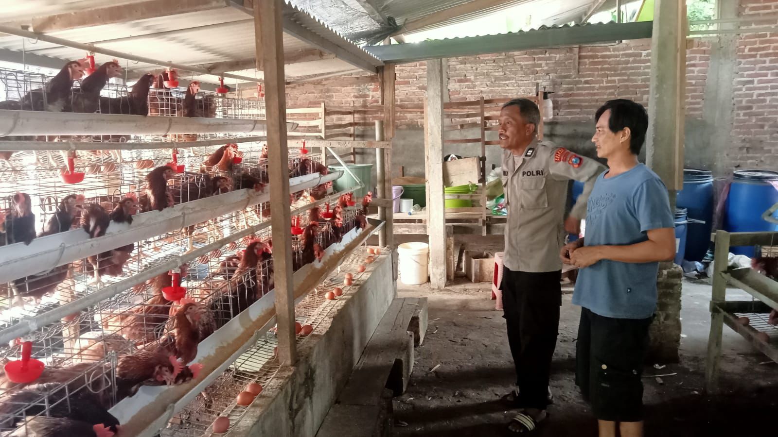 Belajar Sambil Mendukung Ketahanan Pangan, Aiptu Sugeng Sambangi Peternak Ayam Petelur di Loceret