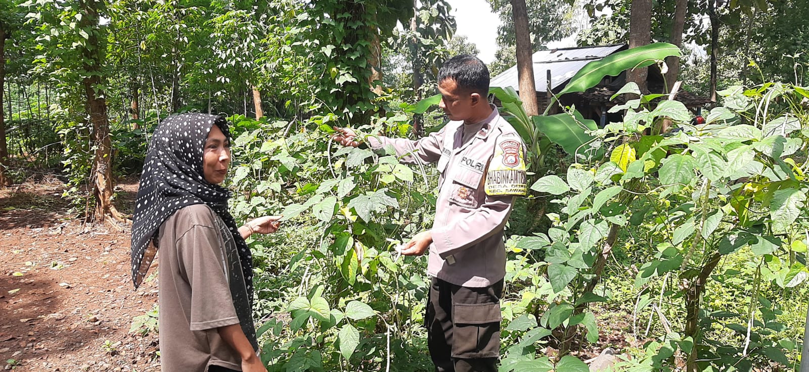 Bhabinkamtibmas Desa Duren Pantau Pekarangan Pangan Bergizi Berisi Kacang Panjang dan Terong