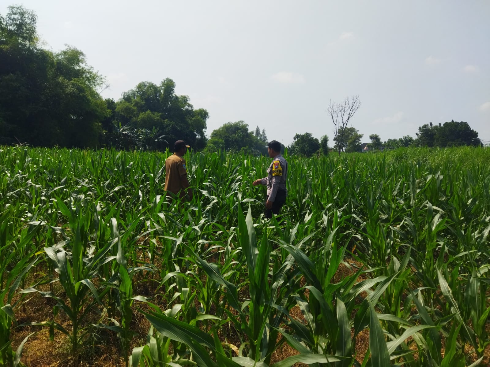 Bhabinkamtibmas Desa Bukur Pantau Tanaman Jagung dan Ketersediaan Air