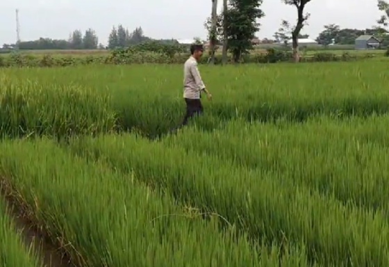 Bhabinkamtibmas Desa Kelutan Pantau Irigasi dan Ketersediaan Air untuk Tanaman Padi