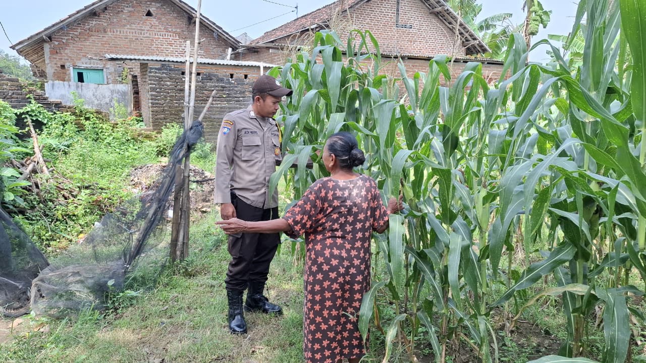 Bhabinkamtibmas Desa Duren Pantau Pertumbuhan Jagung dan Ketersediaan Pupuk