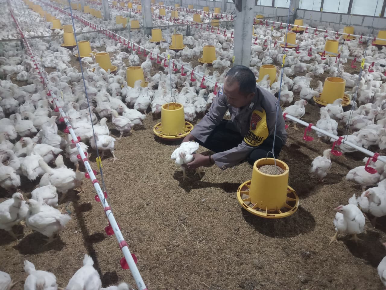 Bhabinkamtibmas Desa Gondanglegi Pantau Pekarangan Pangan Bergizi untuk Ternak Kambing dan Ayam