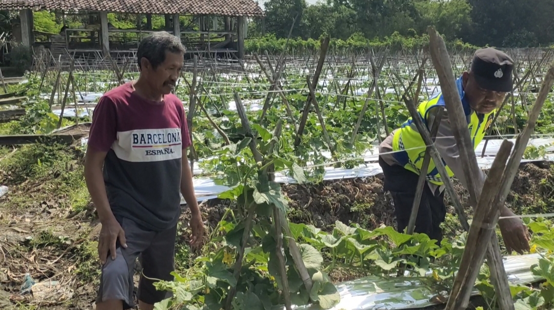 Bhabinkamtibmas Sumberkepuh Sambangi Petani Melon, Dukung Ketahanan Pangan dan Harkamtibmas