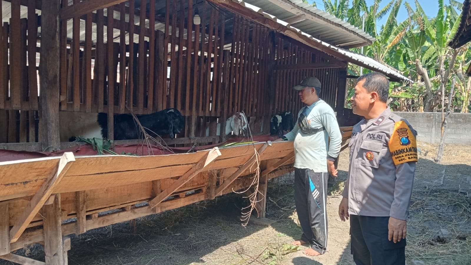 Bhabinkamtibmas Desa Kemaduh Pantau Ternak Sapi, Tingkatkan Kualitas dan Keamanan Ternak