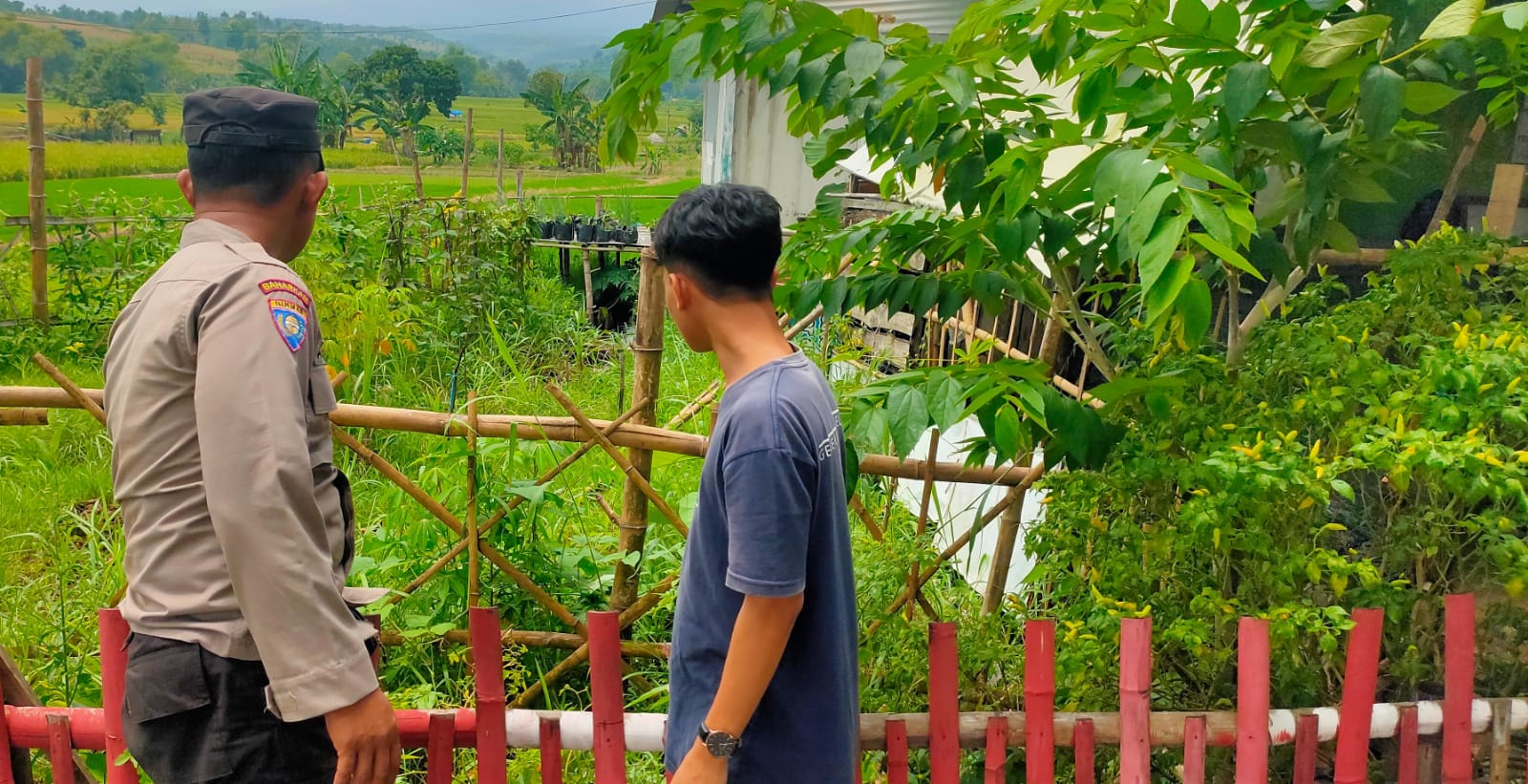 Lahan Sempit Bukan Halangan, Cabai Tetap Bisa Panen