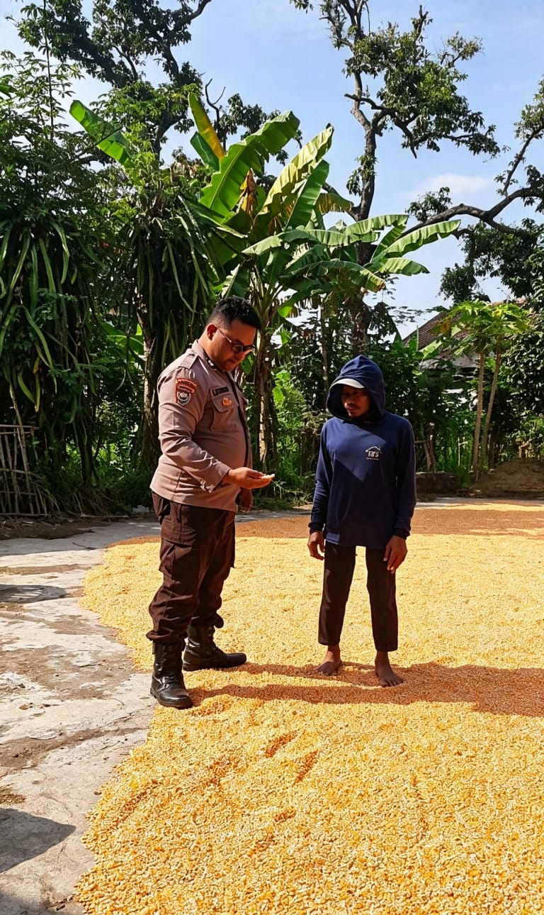 Jagung Sudah Dipipil, Tinggal Jemur: Bhabinkamtibmas Lengkong Lor Pantau Panen Warga