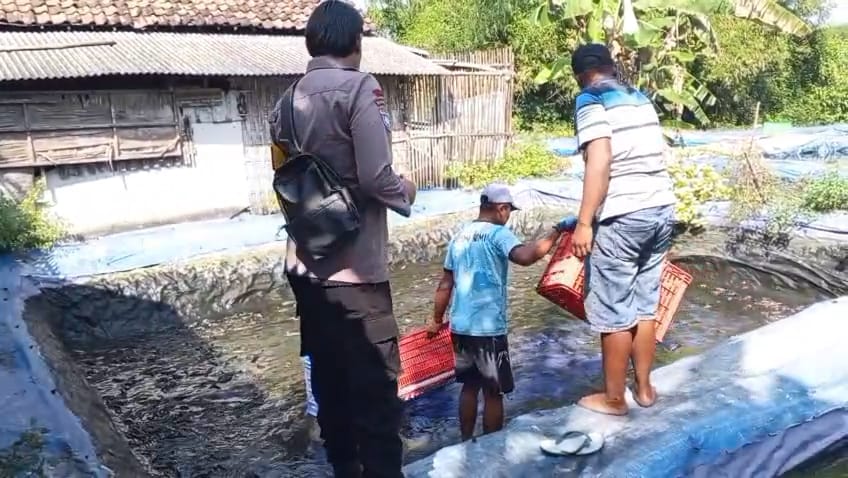 Bhabinkamtibmas Desa Jatikalen Dukung Ketahanan Pangan melalui Panen Lele Bersama Warga Binaan