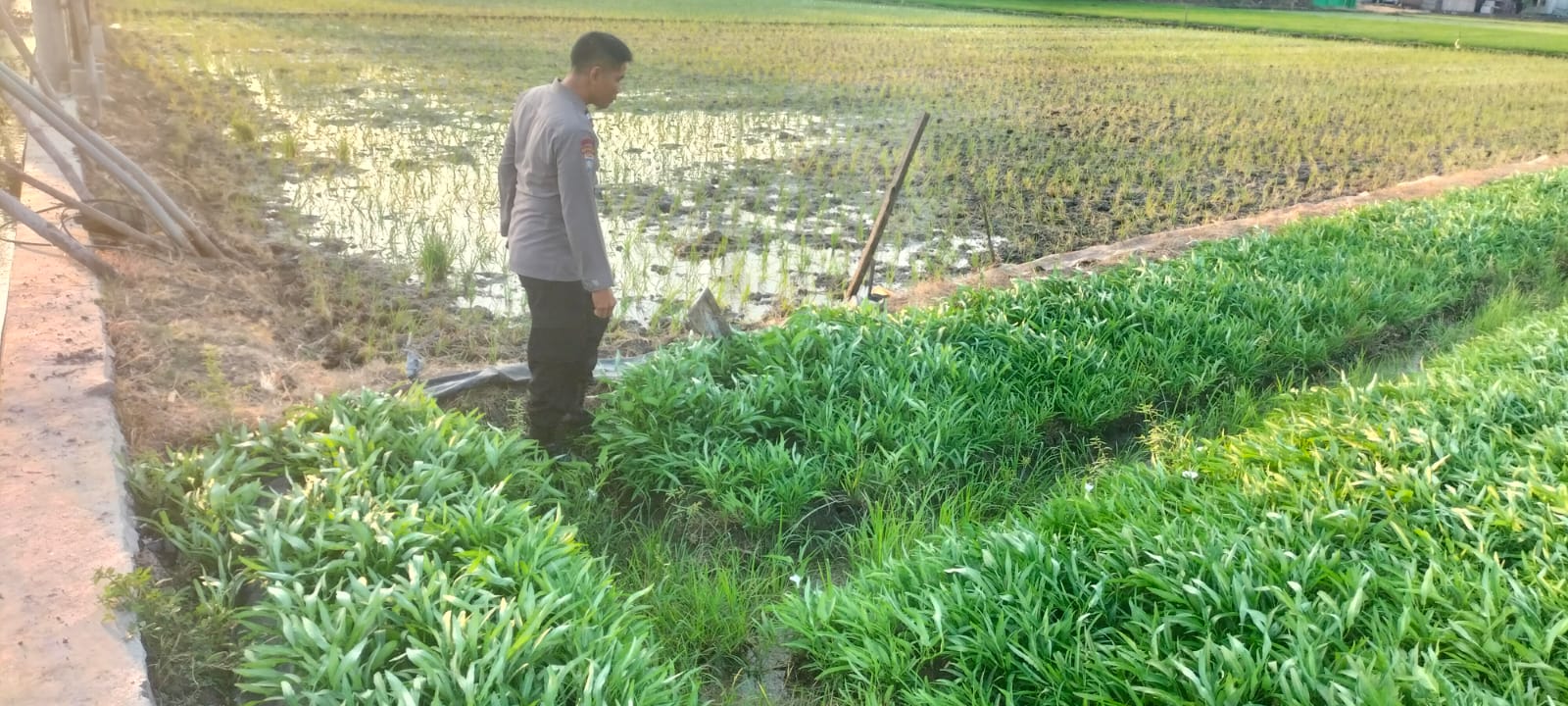 Kangkung Warga Tumbuh Subur, Aiptu Junarto: ‘Sangat Jos Ndan!’ Permintaan Naik Sejak Ada Dapur MBG