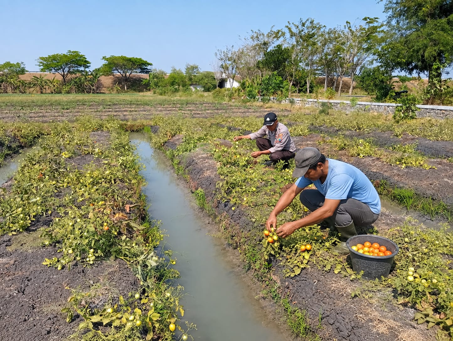Bhabinkamtibmas Kelurahan Kapas Dorong Pemanfaatan Lahan Produktif melalui Budidaya Tomat