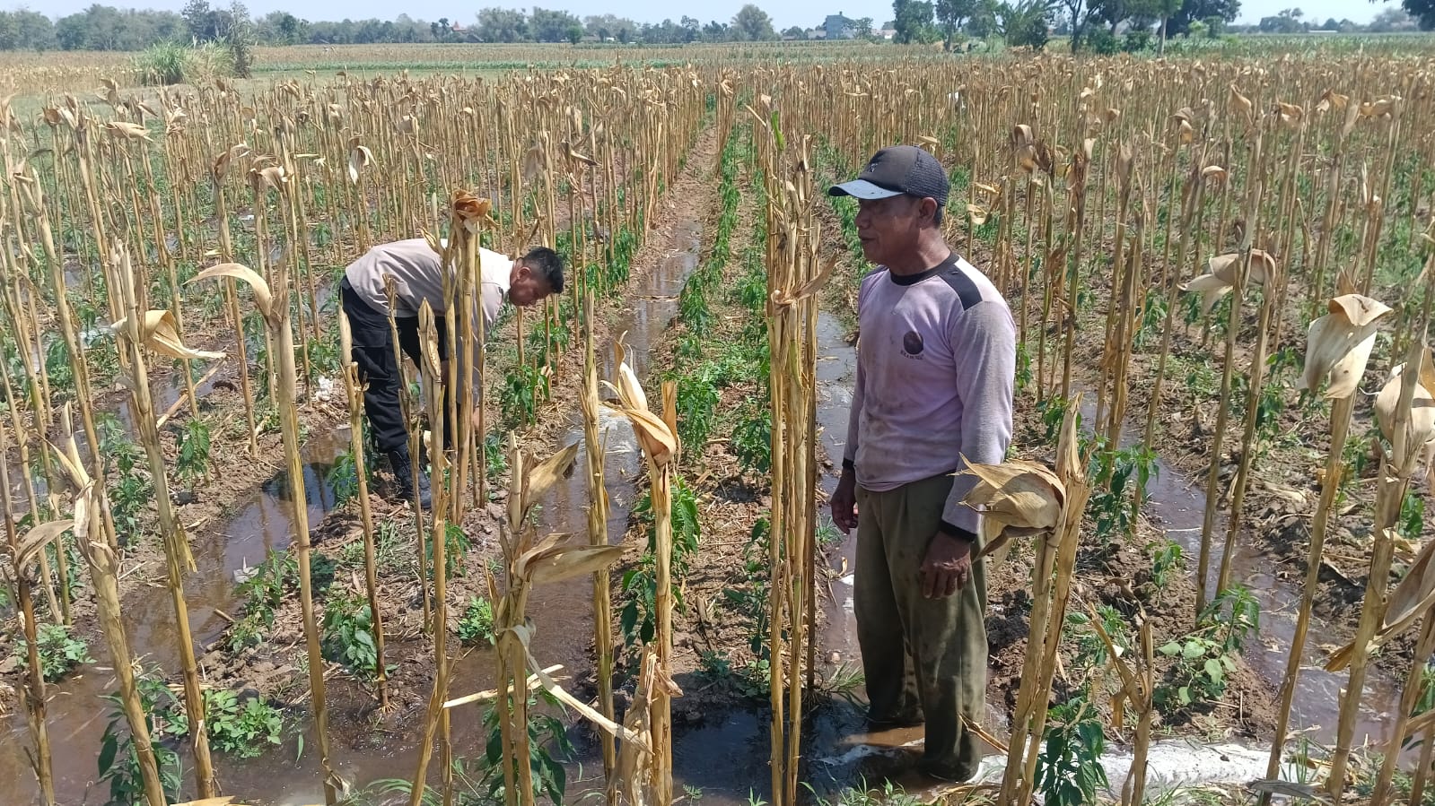 Bekas Panen Jagung, Lahan Langsung Disulap Jadi Kebun Cabai Rawit