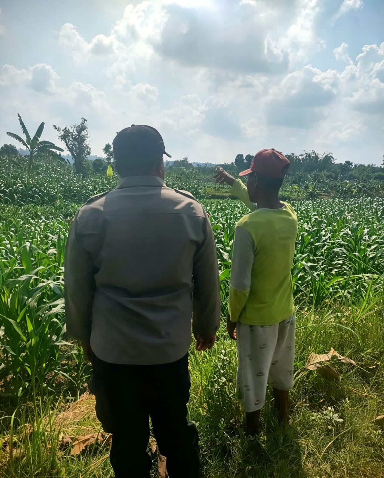 Patroli ke Sawah, Bripka Hari Pastikan Petani Aman dan Jagung Tetap Subur
