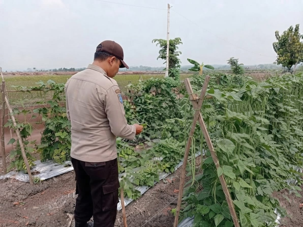 Kacang Panjang Makin Dicari, Petani Desa Sawahan Kian Bergairah