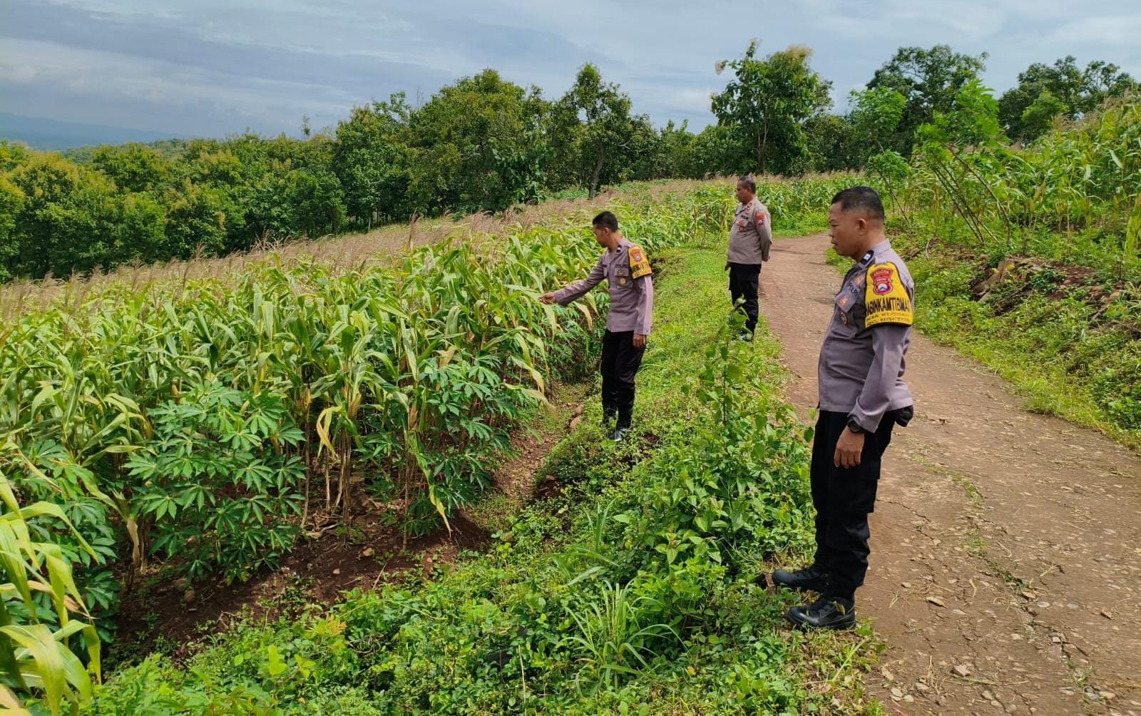 Panen Jagung Melimpah, Senyum Petani Makin Cerah
