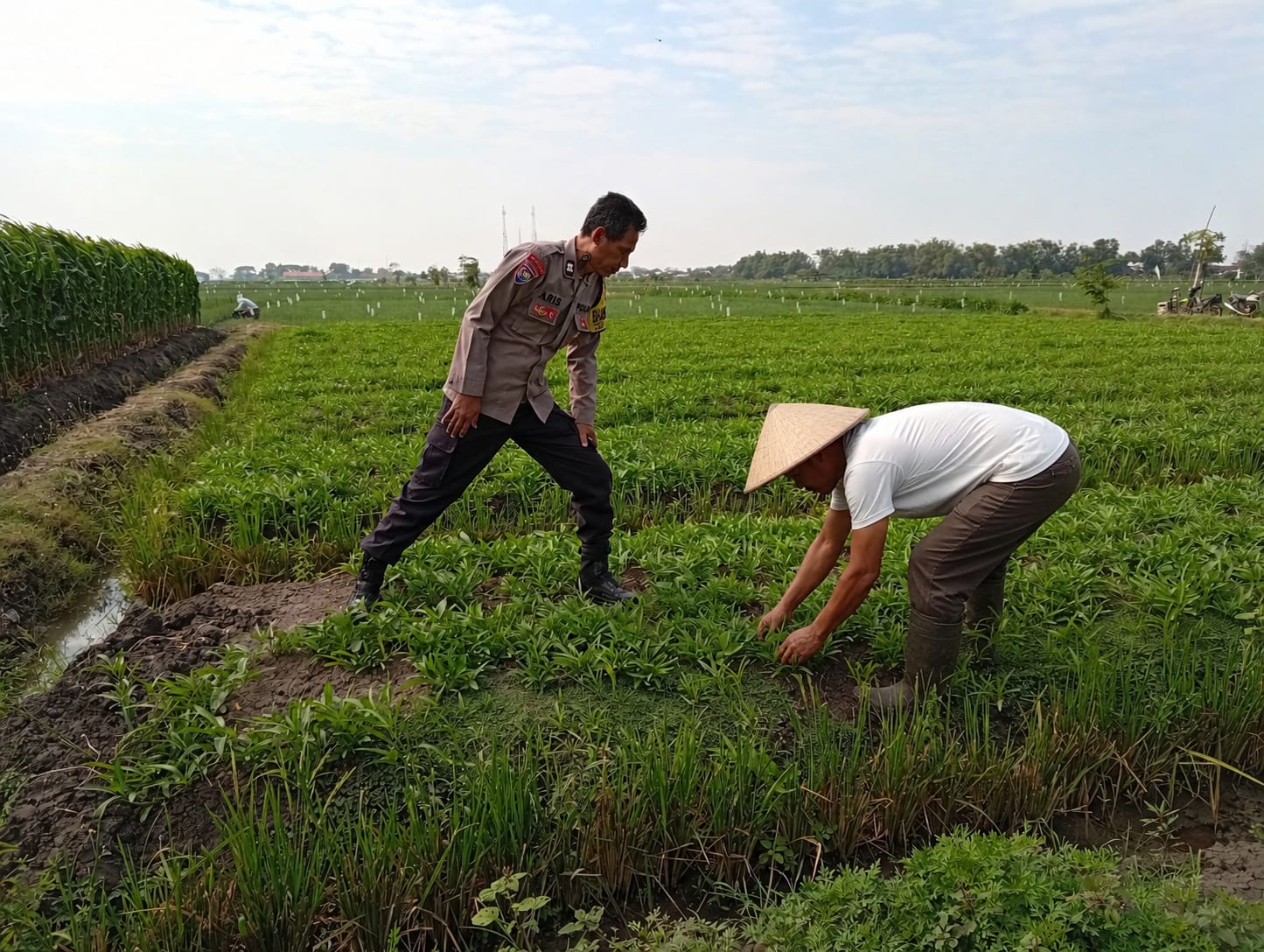 Masih Setia dengan Kangkung, Petani Sukomoro Tetap Panen Cuan