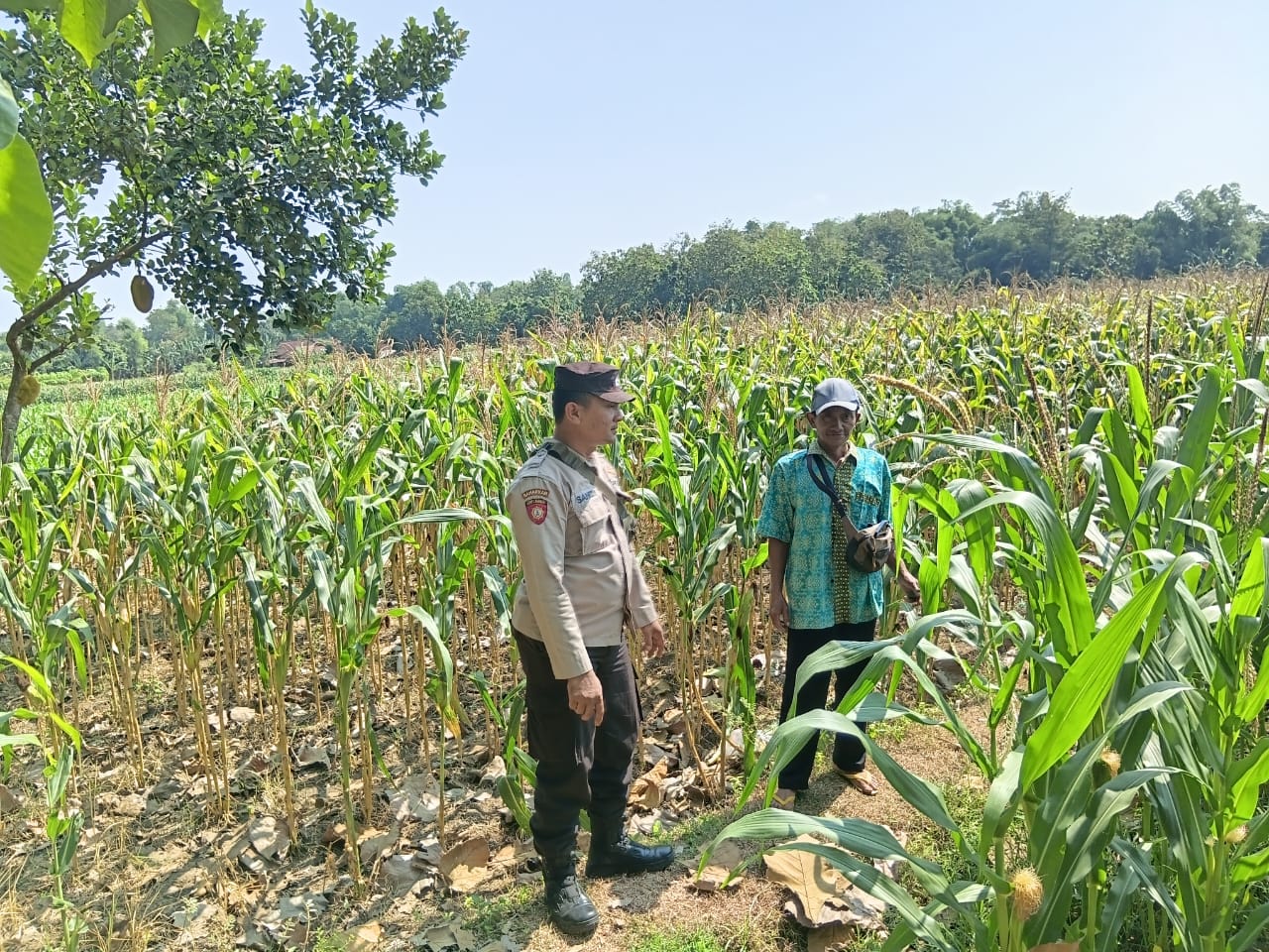 Dari Melon hingga Padi dan Jagung, Bhabin Jatirejo Kawal Ketahanan Pangan Warga