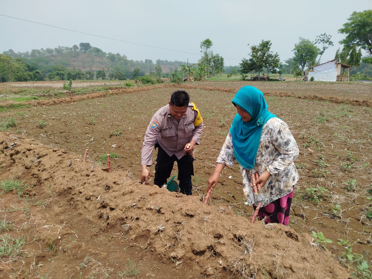 Singkong Pengganti Nasi? Kenapa Tidak! Bhabin Genjeng Turun Langsung ke Ladang