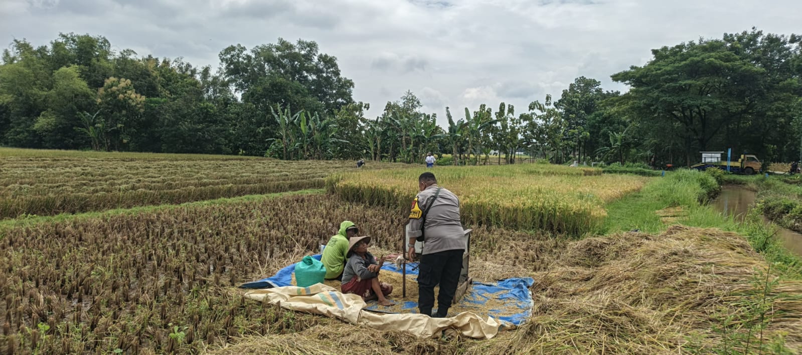 Panen Padi Berjalan Lancar, Bhabinkamtibmas Bendungrejo Pastikan Ketahanan Pangan Tetap Terjaga