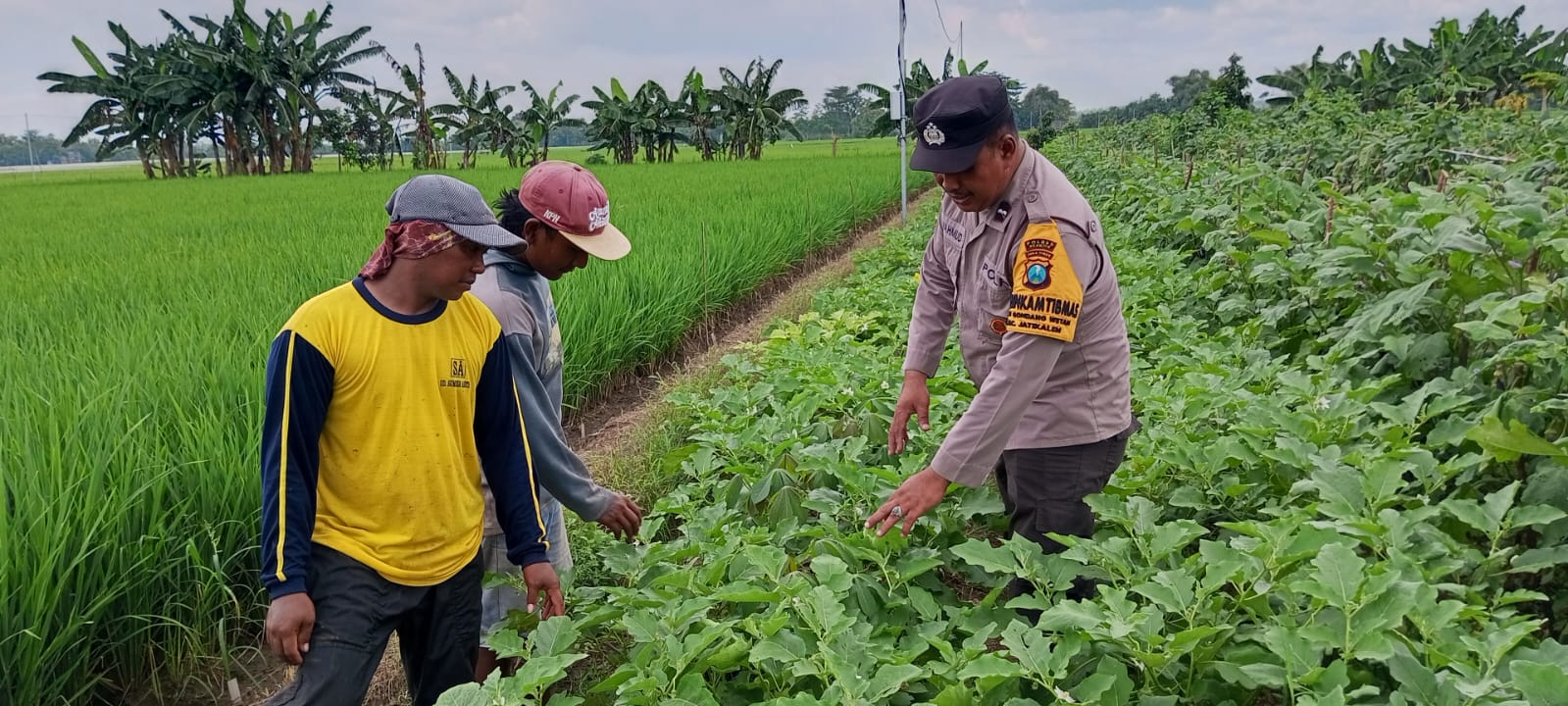 Terong Subur, Harapan Panen Melimpah: Pak Bhabin Semangati Petani Gondang Wetan