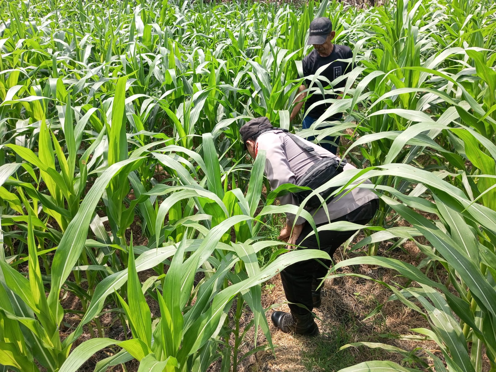 Pantau Jagung Warga, Polsek Wilangan Dorong Ketahanan Pangan Nganjuk Semakin Produktif
