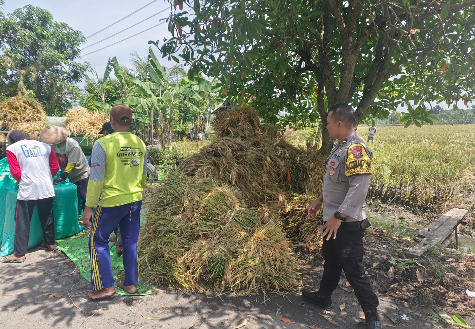 Dari Sawah ke Penggilingan, Bhabinkamtibmas Polsek Nganjuk Kota Kawal Ketahanan Pangan