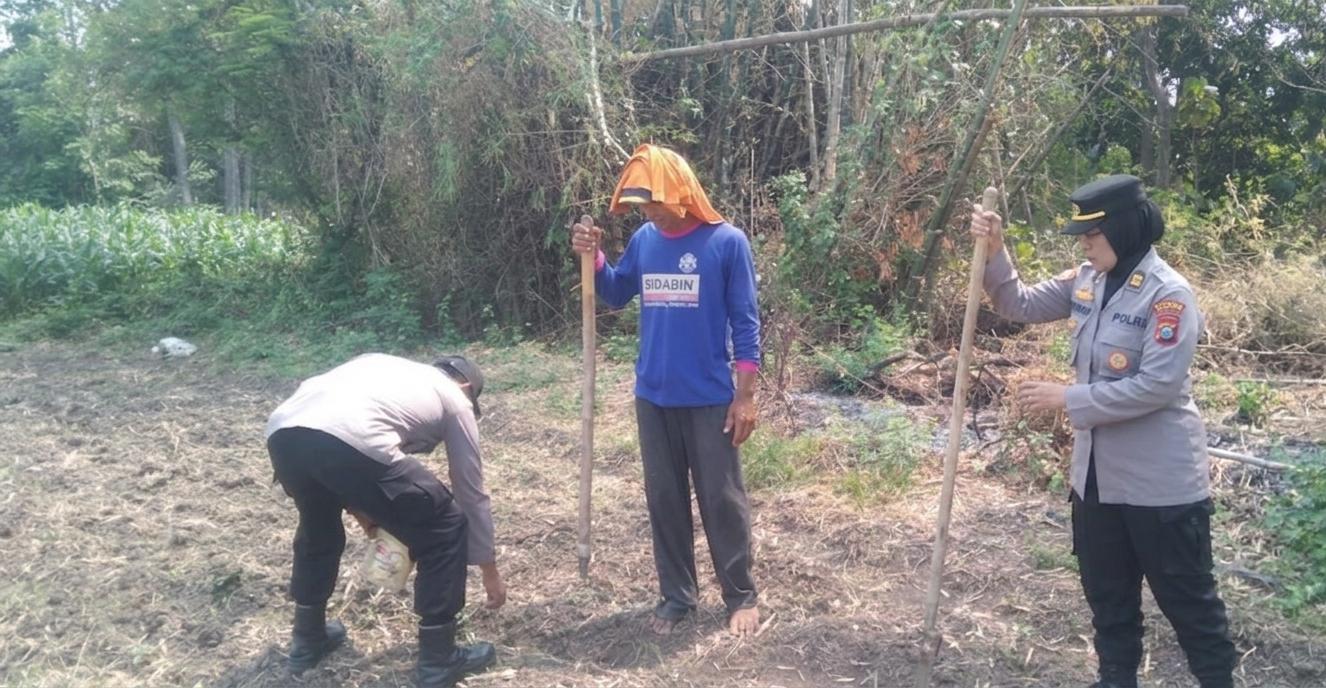 TAK SEKADAR IMBAUAN, KANIT BINMAS POLSEK KERTOSONO TURUN LANGSUNG TANAM JAGUNG BERSAMA PETANI