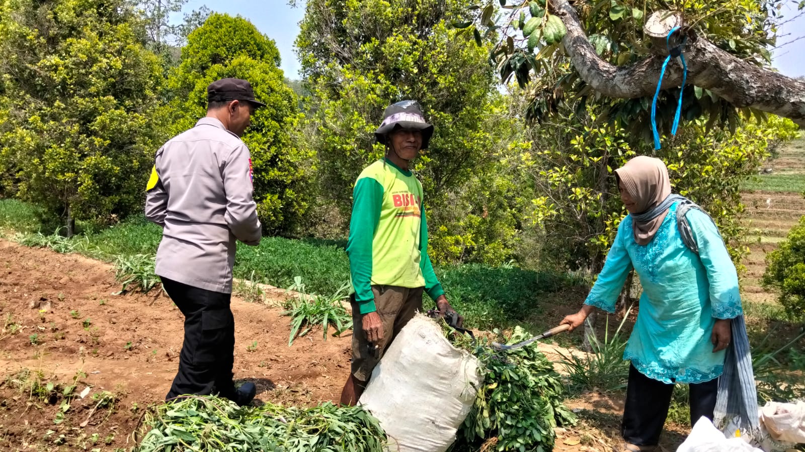 Panen Kacang Tanah Melimpah, Bhabinkamtibmas Desa Duren Hadir Bersama Petani Jaga Kamtibmas