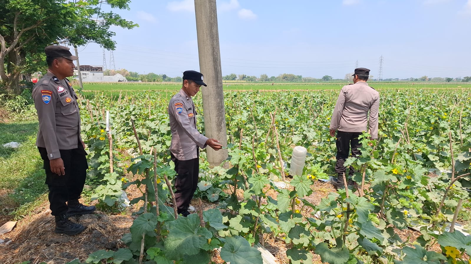 Tunas Buah Mulai Muncul, Bhabinkamtibmas Pantau Budidaya Melon Warga Dukung Ketahanan Pangan