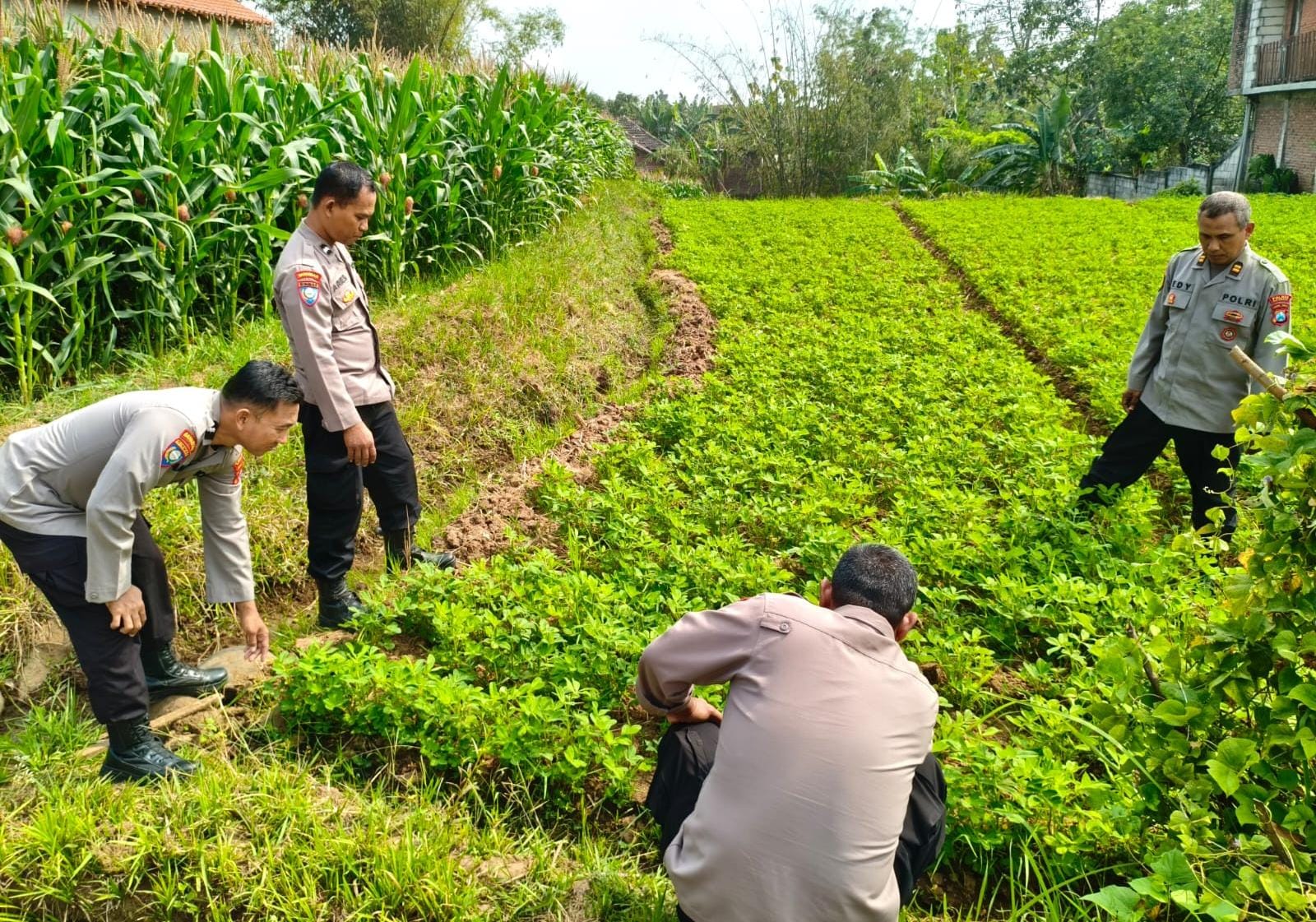 Produksi Kacang Tanah Meningkat, Polsek Ngetos Perkuat Sinergi Dukung Ketahanan Pangan