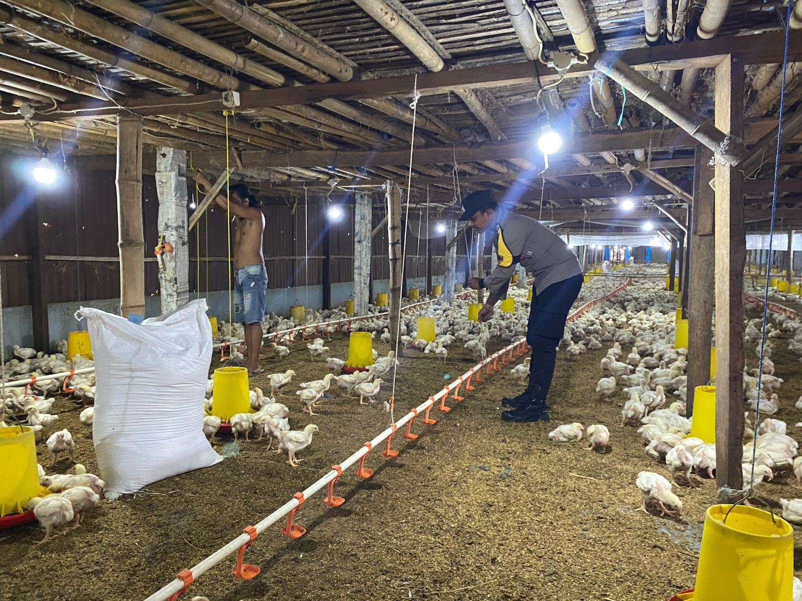 MBG Dongkrak Permintaan Ayam, Bhabinkamtibmas Ngepeh Kawal Peternak Dukung Ketahanan Pangan