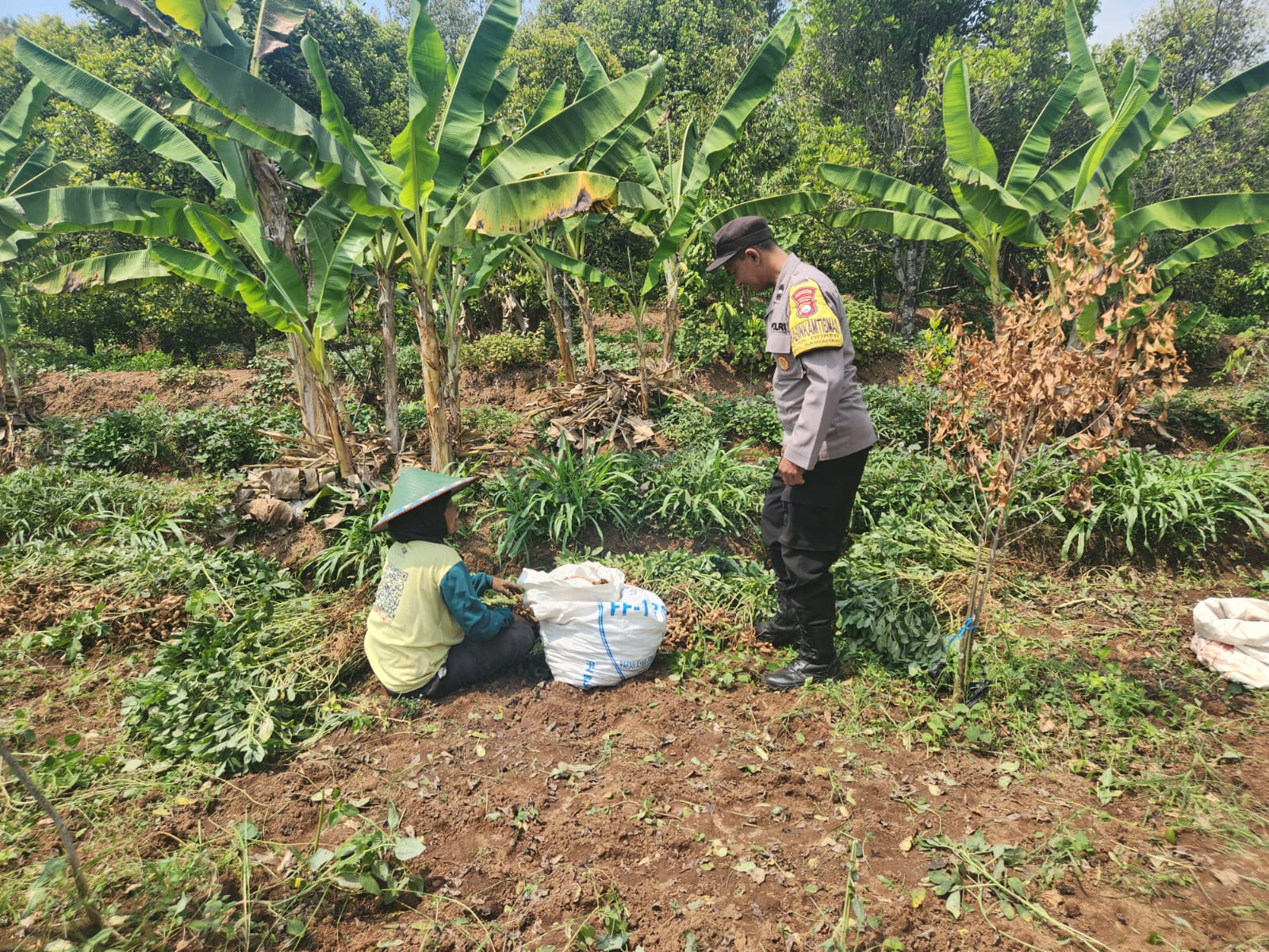 Panen Kacang Tanah Bersama Petani, Bhabinkamtibmas Sawahan Serap Aspirasi Dukung Ketahanan Pangan