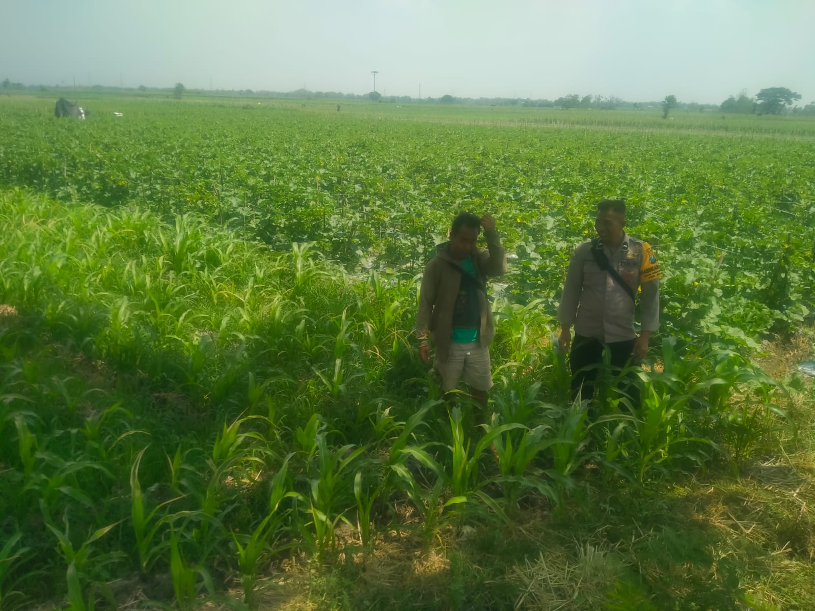 PANEN SEBELUM HUJAN, BHABINKAMTIBMAS BARON DORONG PETANI JAGA KETAHANAN PANGAN DARI DESA
