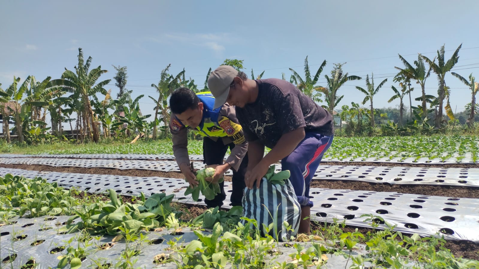 PANEN SAWI BERSAMA WARGA, BHABINKAMTIBMAS DEMANGAN WUJUDKAN KEDekatan TANPA JARAK