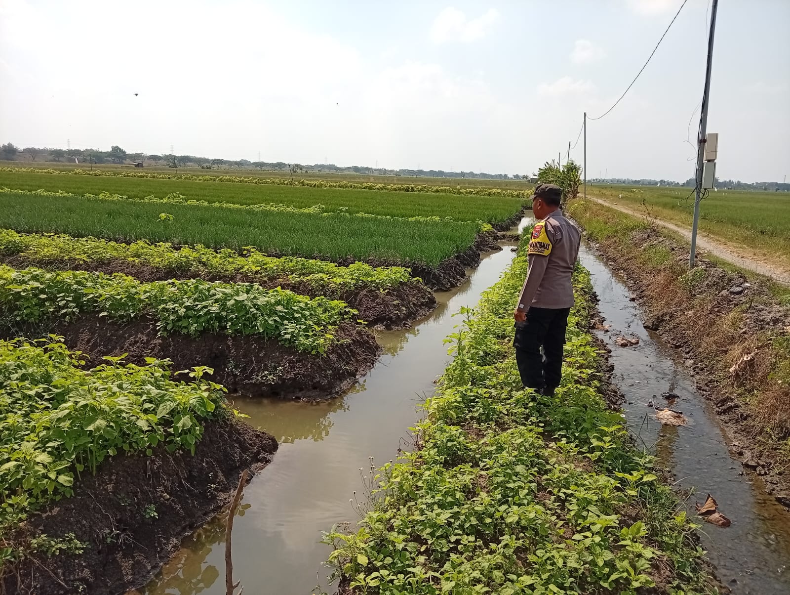 DARI LAHAN BAYAM SUKOMORO, HARAPAN KETAHANAN PANGAN TUMBUH DARI DESA