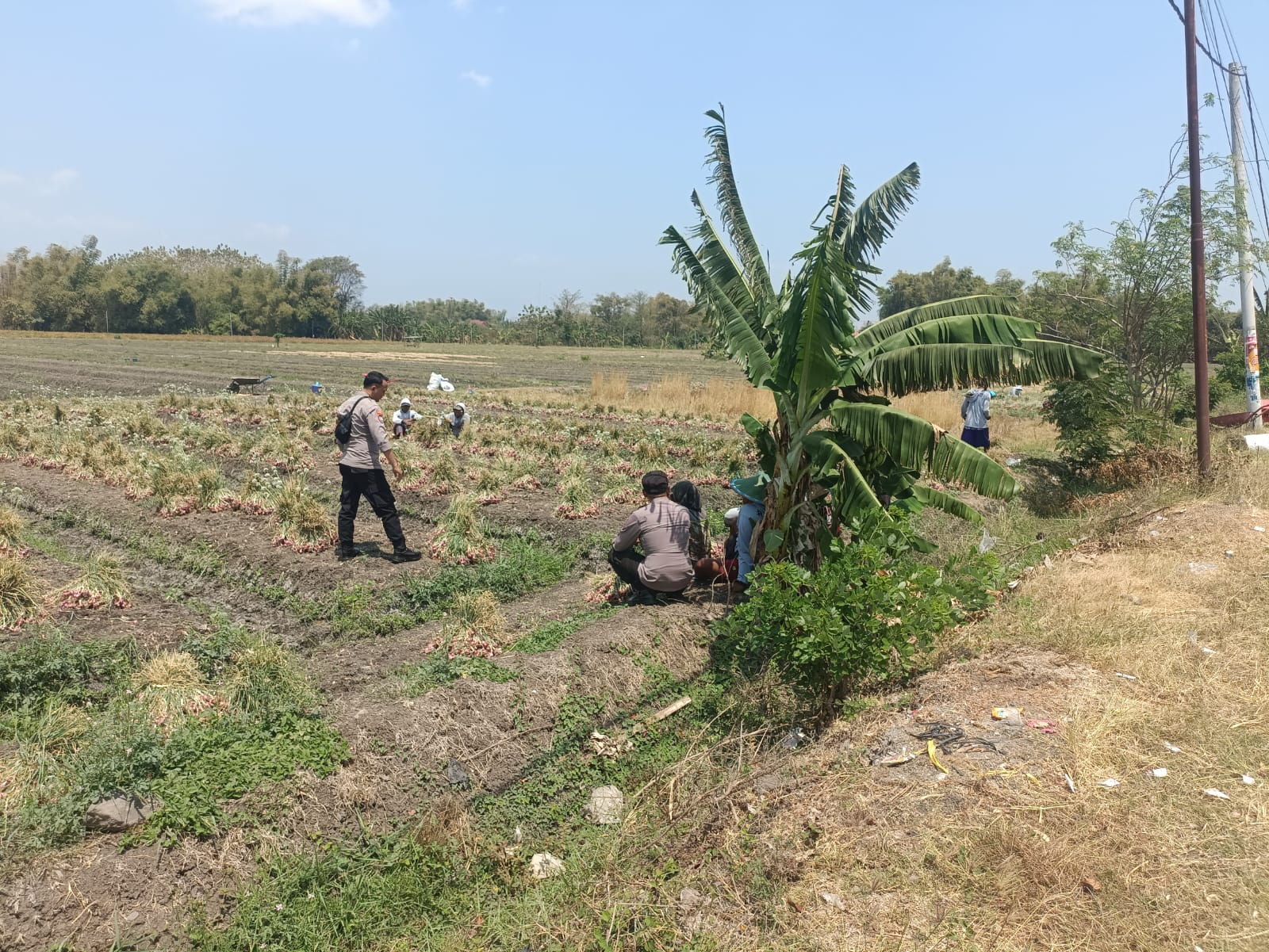 Cangkrukan Bersama Petani, Bhabinkamtibmas Perkuat Kamtibmas dan Ketahanan Pangan