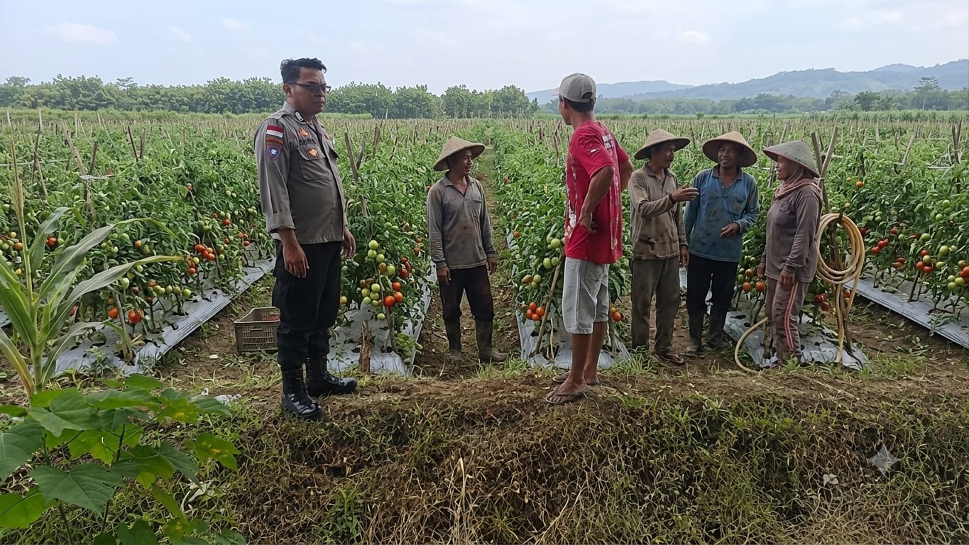 SAMBANG PETANI, BHABINKAMTIBMAS BARON DORONG KEMANDIRIAN PANGAN DAN KAMTIBMAS