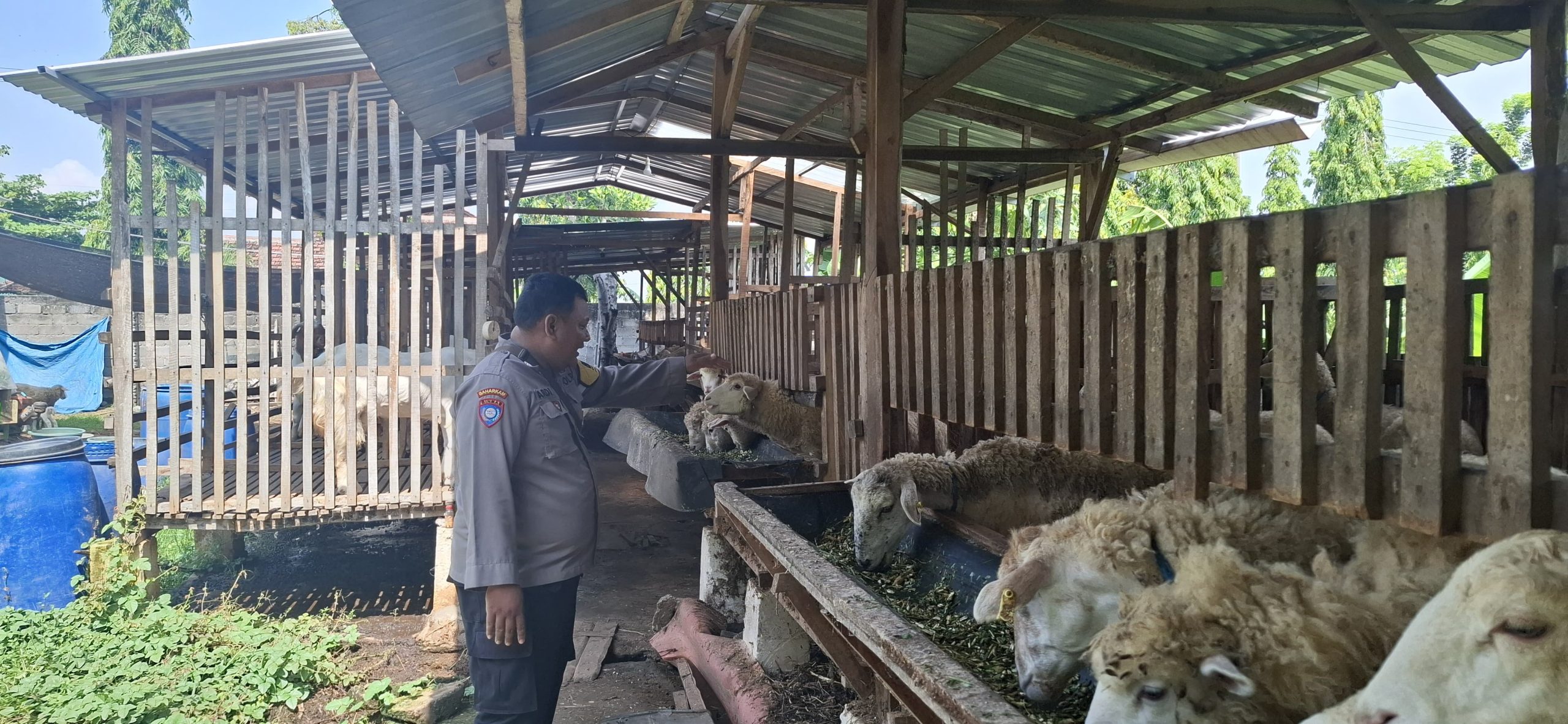 DARI KANDANG KAMBING, IKHTIAR BERSAMA MENGUATKAN KETAHANAN PANGAN DESA