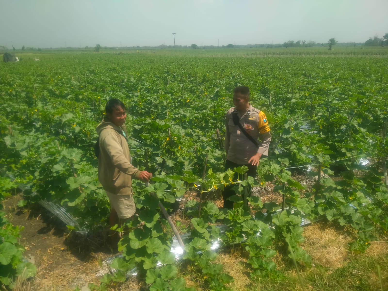 Dialog Humanis Bhabinkamtibmas Bersama Petani Melon, Dukung Ketahanan Pangan