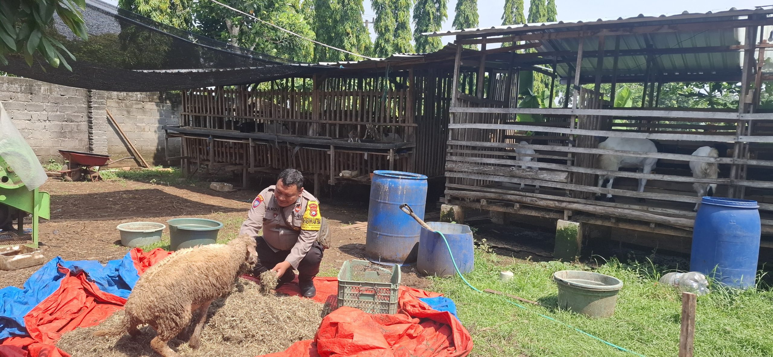 SAMBANG HUMANIS BHABINKAMTIBMAS, DUKUNG KETAHANAN PANGAN MELALUI KEPEDULIAN KEPADA PETERNAK