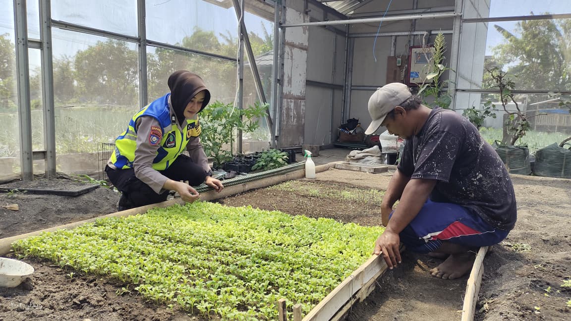 SAMBANGI PEMBIBITAN, BHABINKAMTIBMAS TANJUNGANOM DORONG KETAHANAN PANGAN DI WILAYAH BINAAN