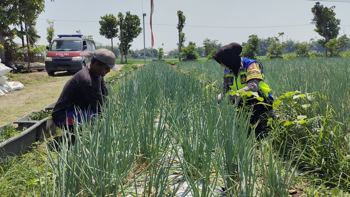 Bhabinkamtibmas Tanjunganom Dorong Petani Perkuat Ketahanan Pangan Nasional