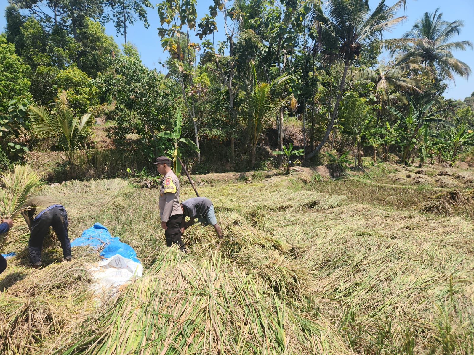 Sambang Petani Saat Panen, Bhabinkamtibmas Duren Dorong Akses Fasilitas Pertanian Terjangkau  