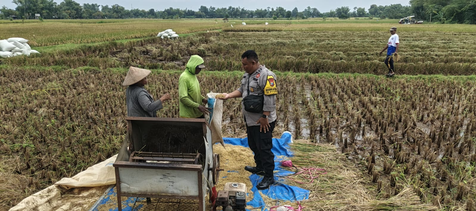 SAMBANG PETANI SAAT PANEN, BHABINKAMTIBMAS POLSEK BERBEK DORONG SINERGI DUKUNG KETAHANAN PANGAN