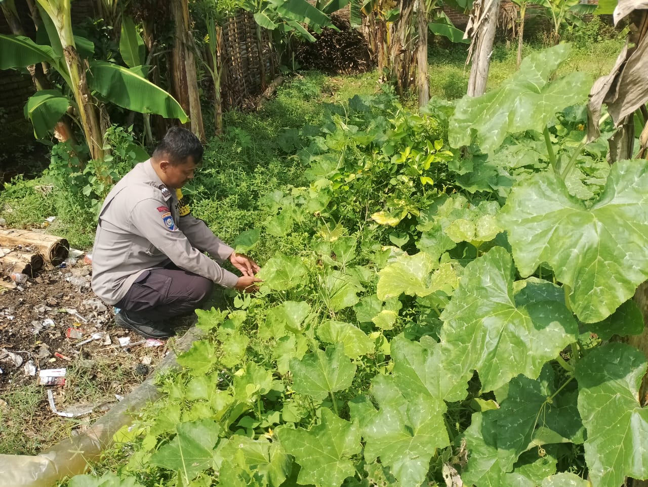 Semangat Ketahanan Pangan, Bhabinkamtibmas Sambangi Perkebunan Mini Warga