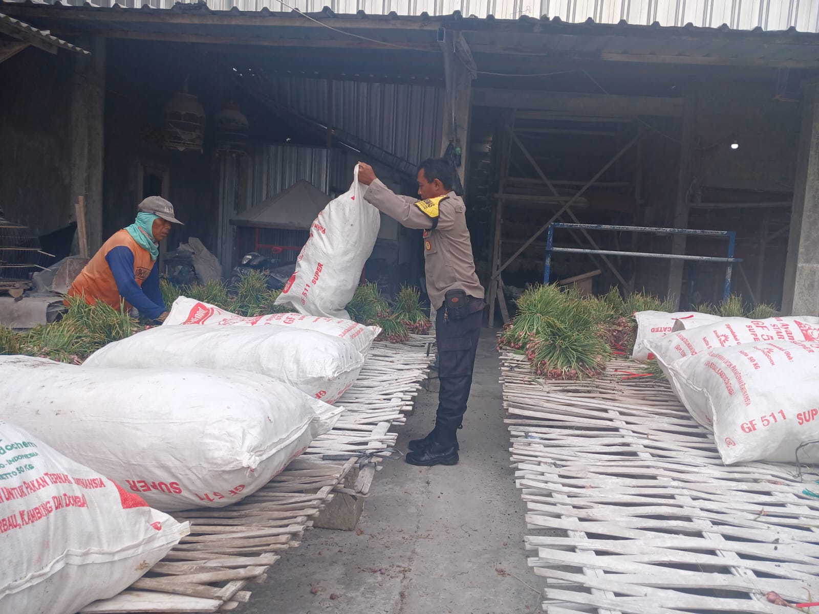 Ombyok Bawang Merah, Gerak Ekonomi Warga Dukung Ketahanan Pangan